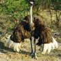 Ostrich Ostrich